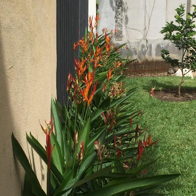 Airport Rio Segundo Studio Bed & Breakfast Alajuela Dış mekan fotoğraf
